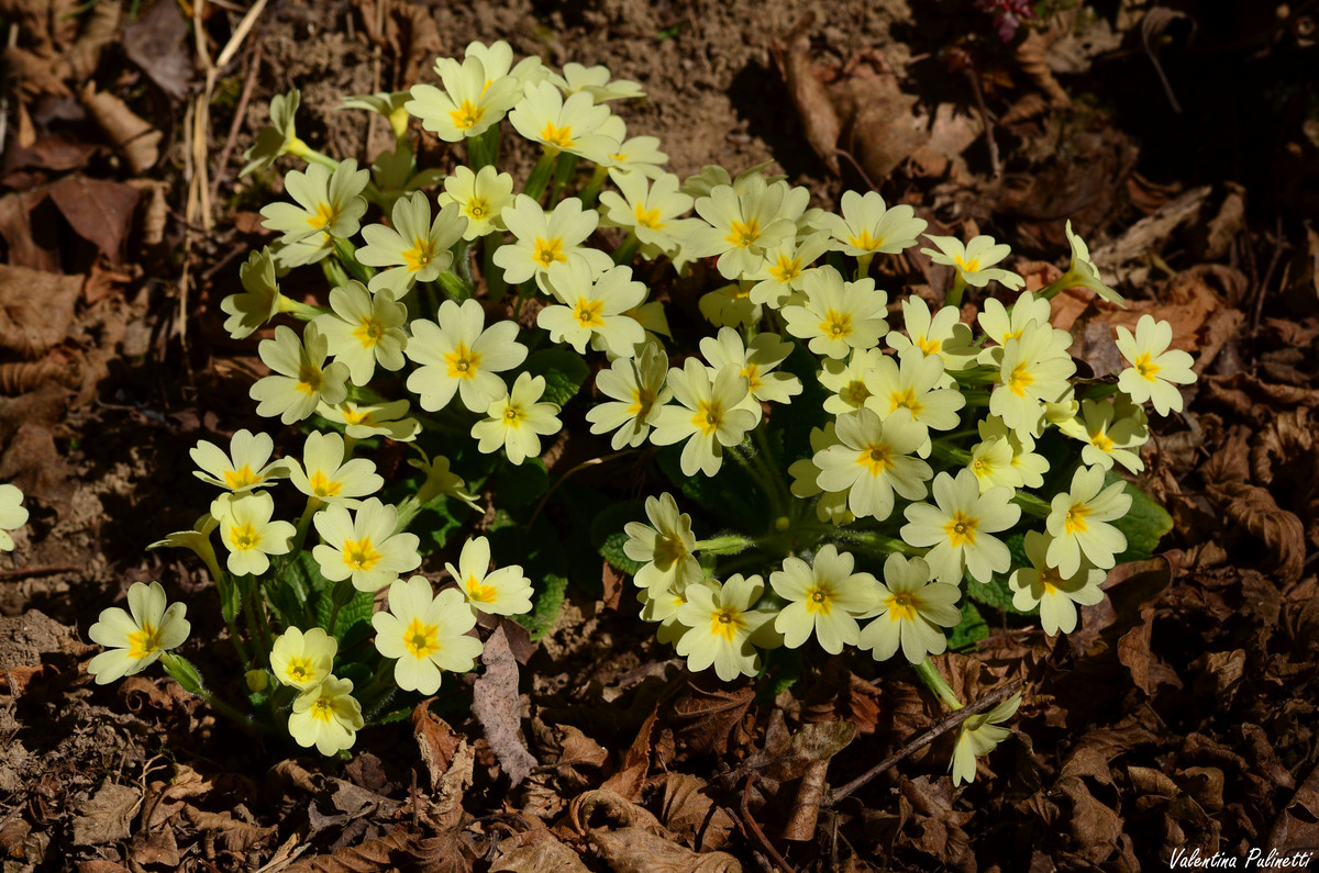 Fiori di Liguria: è tempo di Primule, il simbolo della giovinezza -  TravelEat