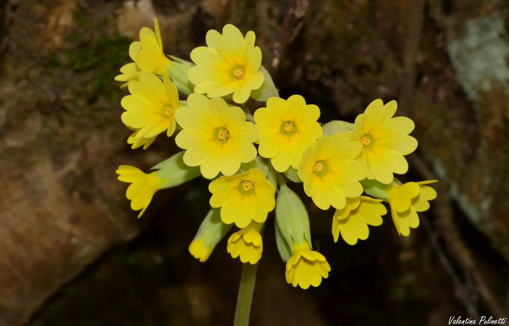 Fiori di Liguria: la piccola e leggendaria Stella Alpina - TravelEat