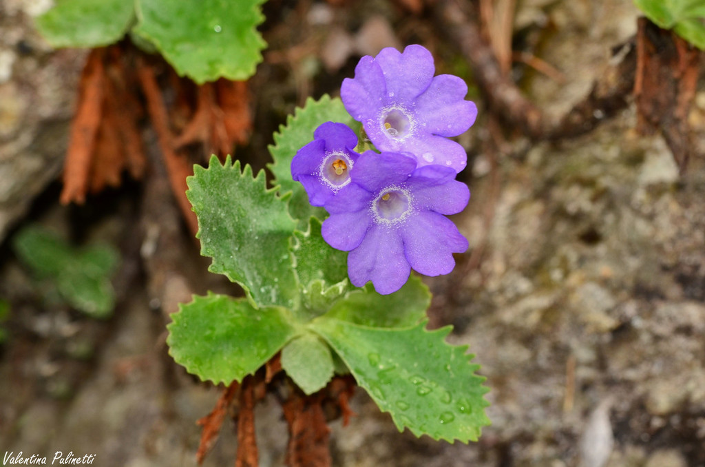 Fiori di Liguria: la piccola e leggendaria Stella Alpina - TravelEat