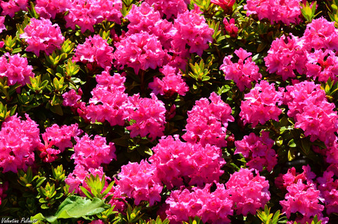 Il Rododendro: la pianta che tinge le montagne di rosa