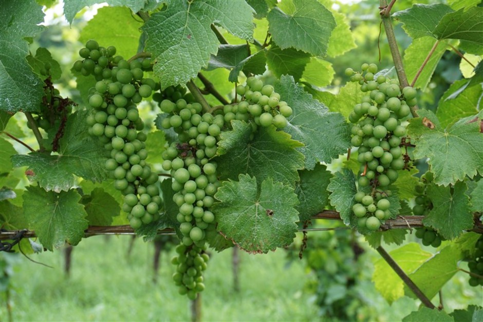 Cantina Monsupello, la famiglia Boatti apre le porte della sua cantina, appunti di una giornata nell’Oltrepò pavese coi “i Signori di Pavia”