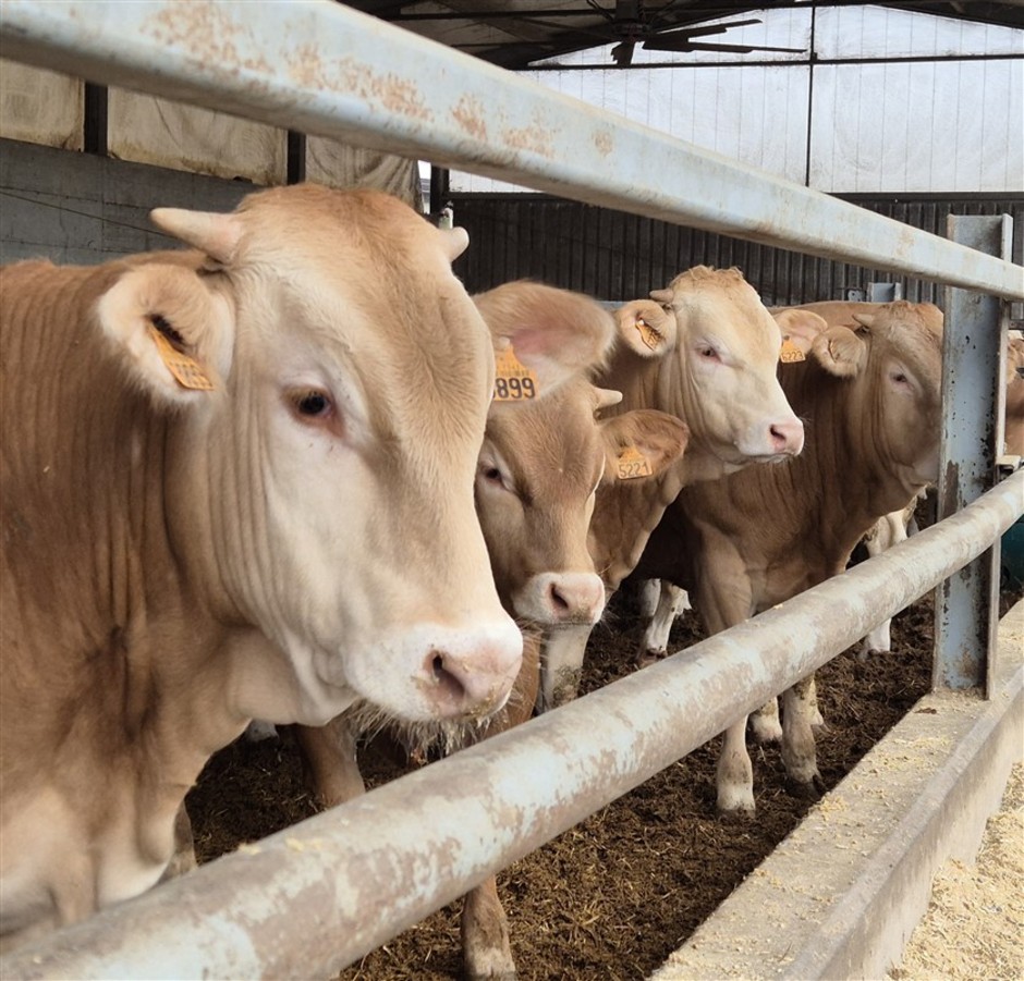 Blonde d’Aquitaine: eccellenza bovina, qualità della carne e rispetto dell'animale.