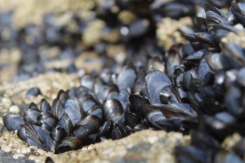 Cozze e sostenibilità: un tesoro di nutrienti e un aiuto per l'ambiente