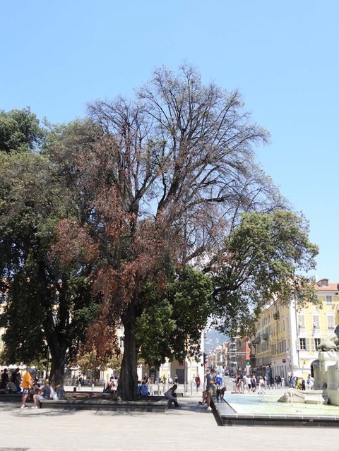 Nizza, abbattuta una delle querce secolari di Place Garibaldi