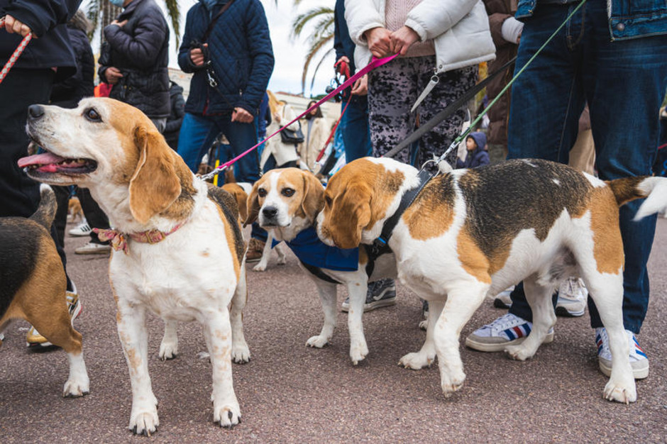 Nizza: due giornate dedicate all’amico cane