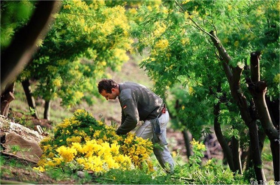 Costa Azzurra: con mille sfumature di giallo è già tempo di mimose