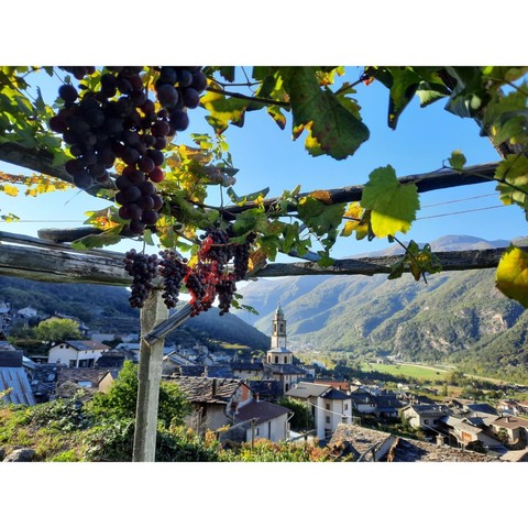 Carema (TO) dal 26 al 29 settembre la Festa dell'Uva e del Vino