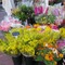 Come conservare le mimose con i consigli dei fiorai di Cours Saleya