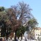 Nizza, abbattuta una delle querce secolari di Place Garibaldi