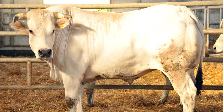 foto del Consorzio del Bue Grasso di Carrù