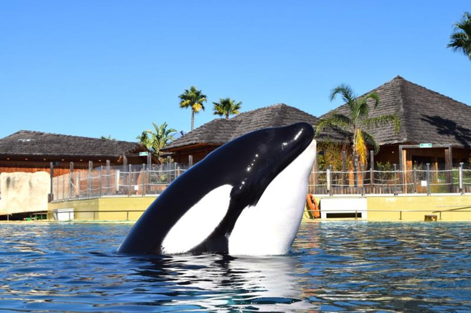 Marineland addio: la struttura chiude domenica